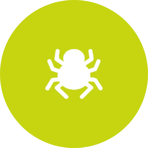 Spiders